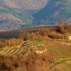 Weinberge in der Abendsonne