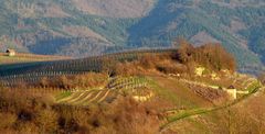 Weinberge in der Abendsonne