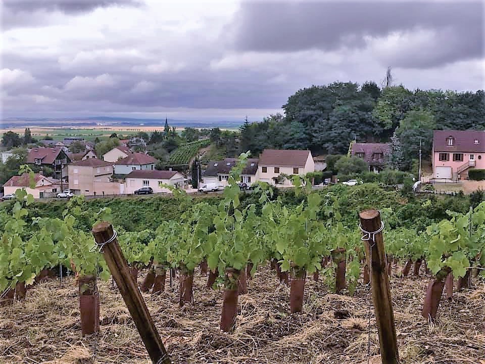 weinberge in der champagne