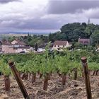 weinberge in der champagne