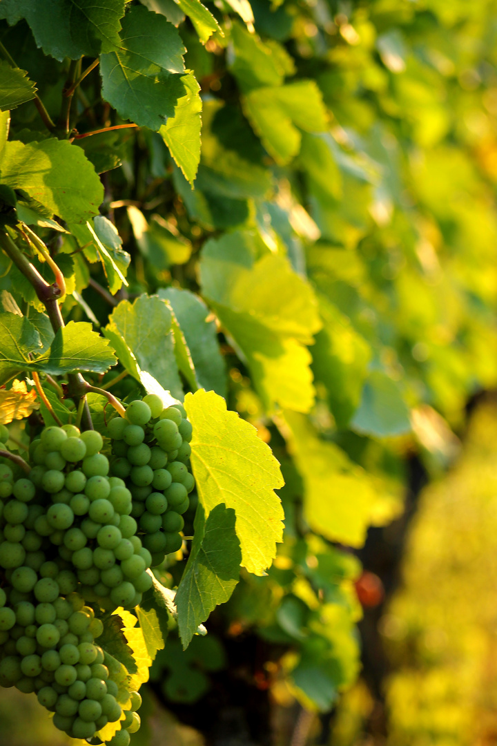 Weinberge in der deutschen Toskana