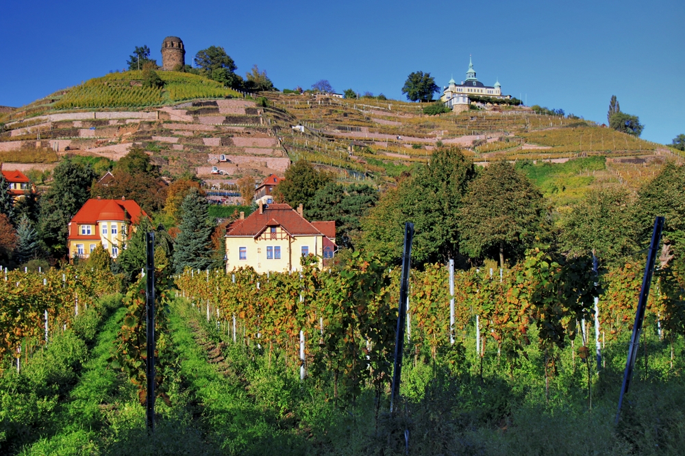 Weinberge in der Nachmittagssonne