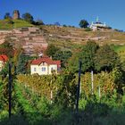 Weinberge in der Nachmittagssonne