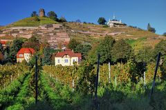 Weinberge in der Nachmittagssonne