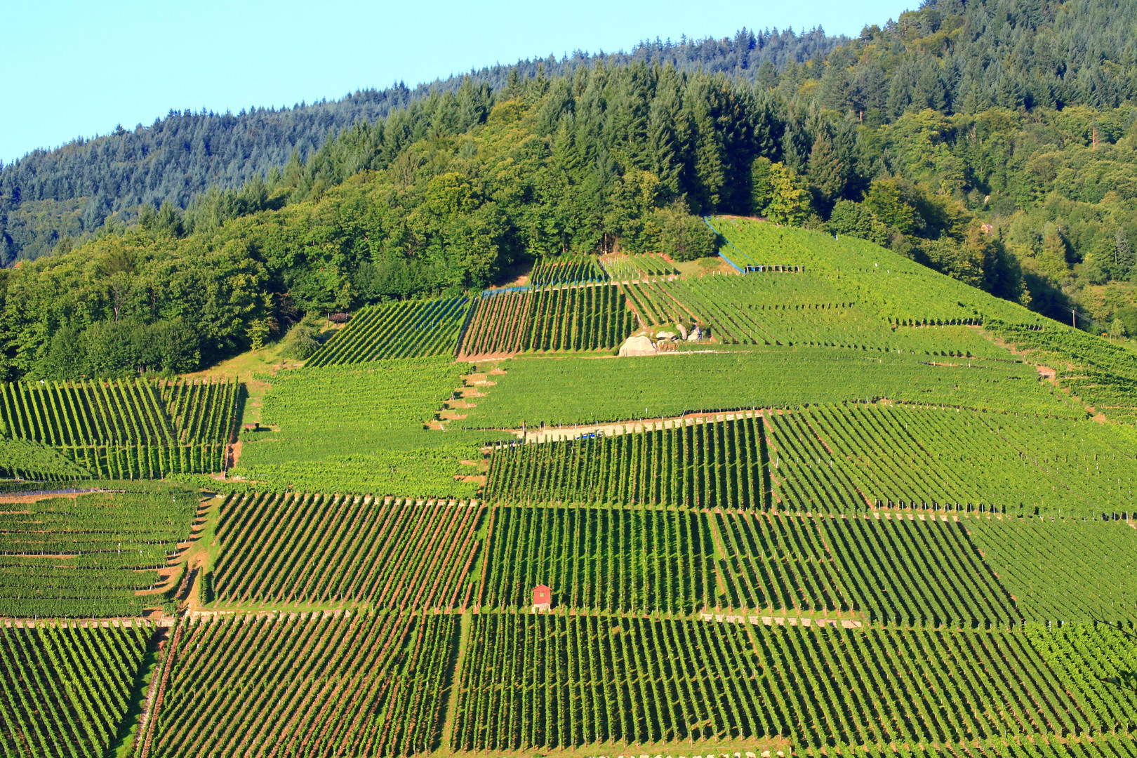 Weinberge in der Ortenau