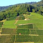 Weinberge in der Ortenau