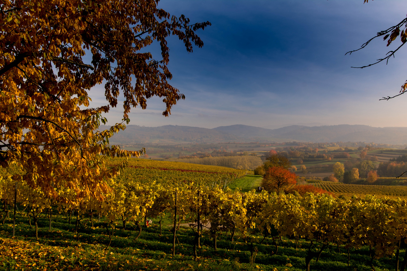 Weinberge in der Ortenau