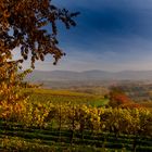 Weinberge in der Ortenau