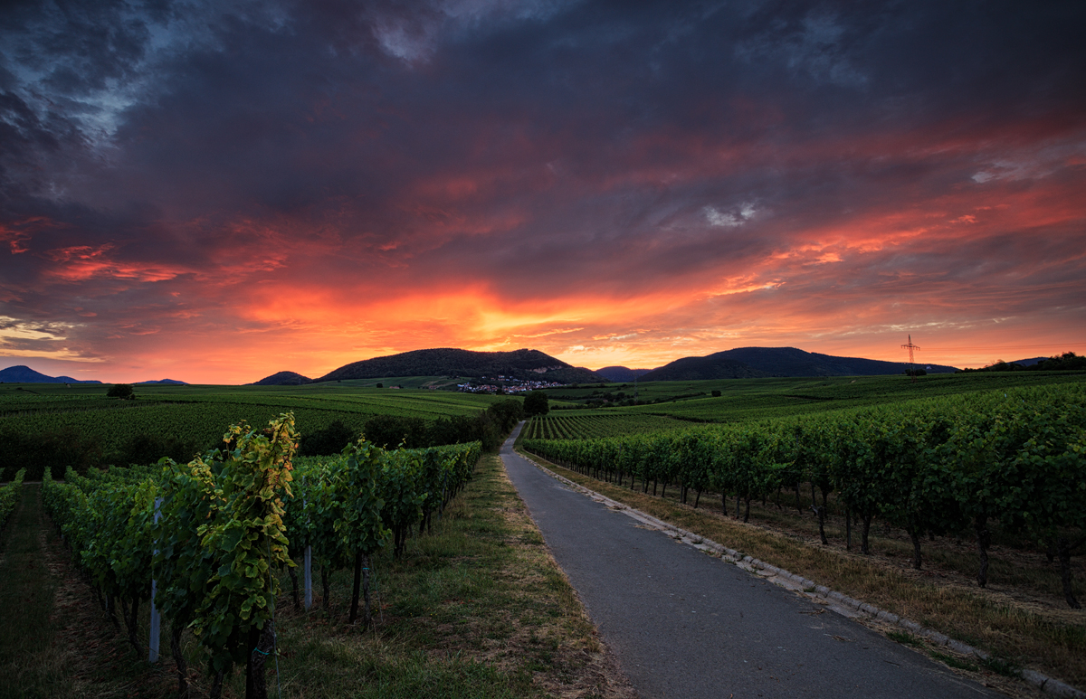 Weinberge in der Pfalz