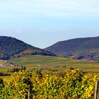 Weinberge in der Pfalz