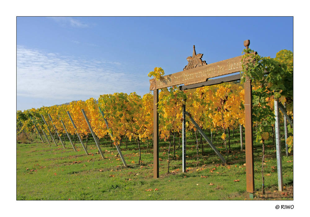 Weinberge in der Pfalz..............