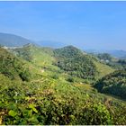 Weinberge in der Prosecco-Gegend