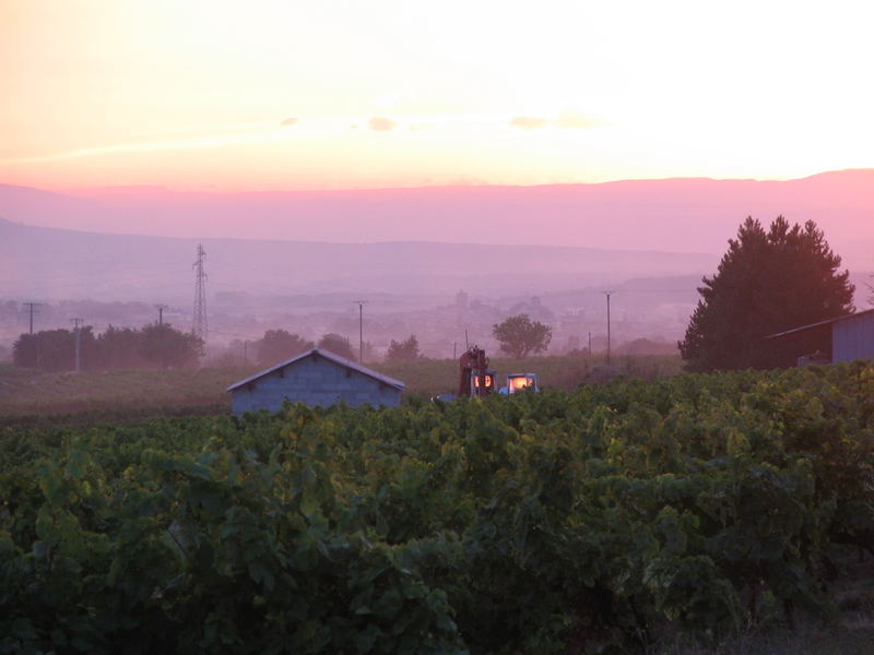 Weinberge in der provance