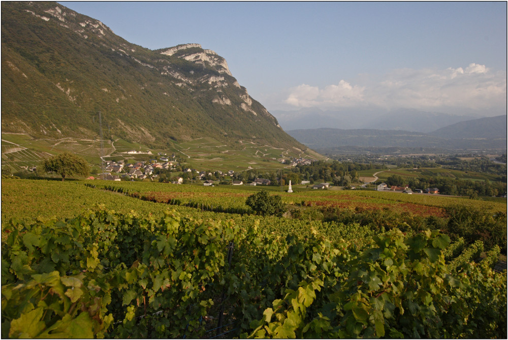 Weinberge in der Savoie 1