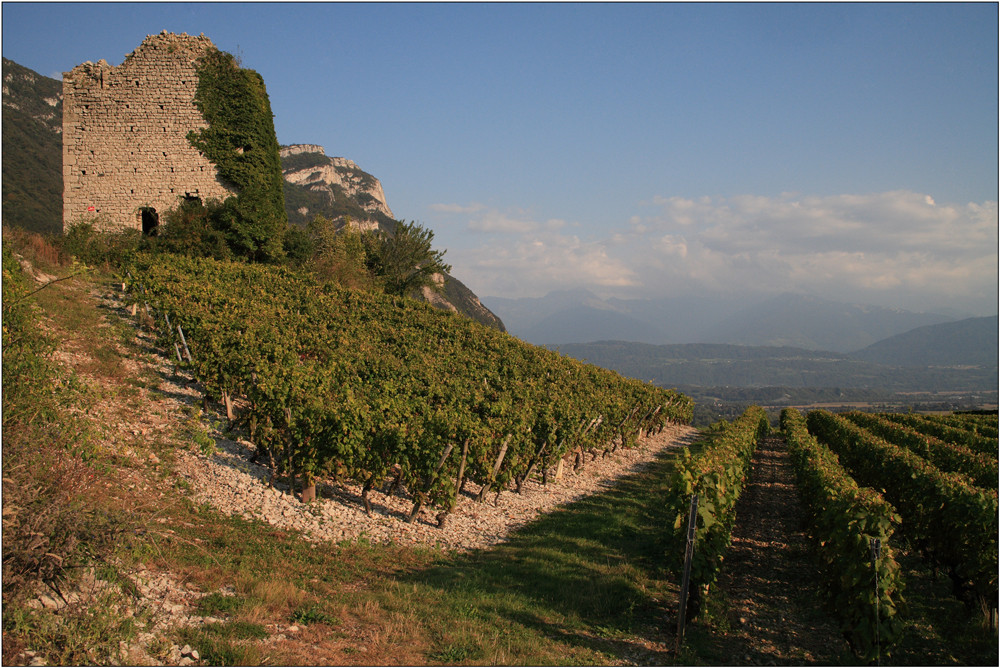 Weinberge in der Savoie 2