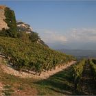 Weinberge in der Savoie 2