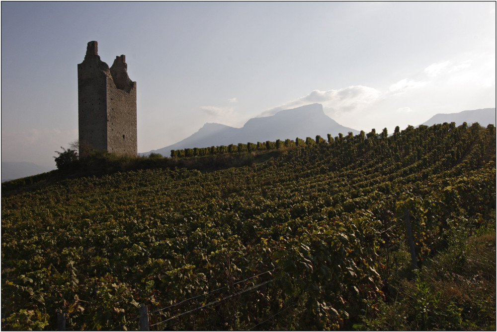 Weinberge in der Savoie 3