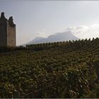 Weinberge in der Savoie 3