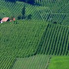 Weinberge in der Südsteiermark