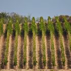 Weinberge in der Toskana