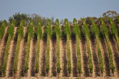 Weinberge in der Toskana