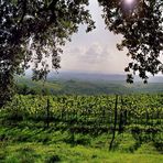 Weinberge in der Toskana