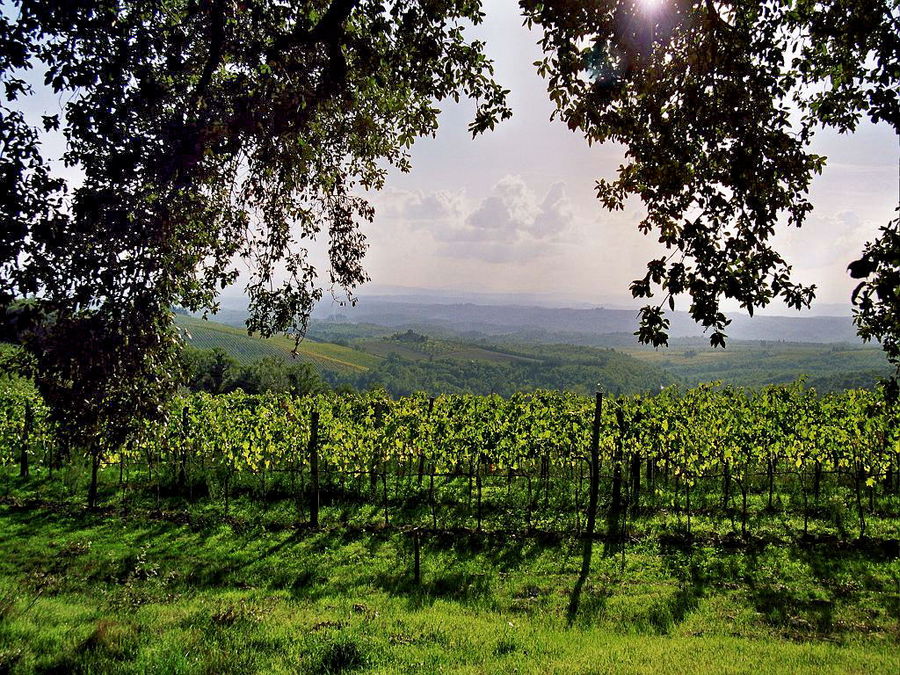 Weinberge in der Toskana