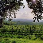 Weinberge in der Toskana