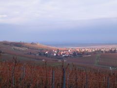 Weinberge in der Wintersonne