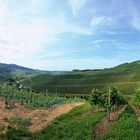 Weinberge in Durbach