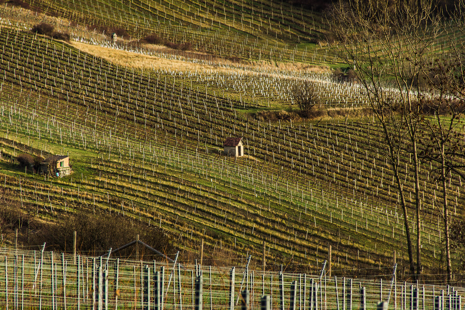 Weinberge in Grinzing, Wien, 19. Bezirk