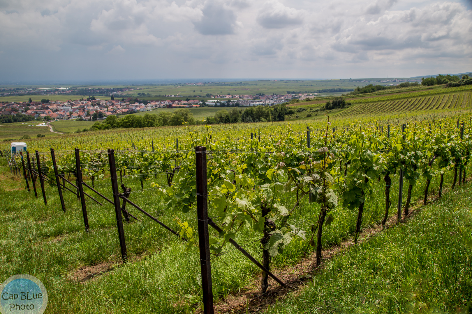 Weinberge in Grünstadt-Sausenheim