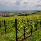 Weinberge in Grünstadt-Sausenheim