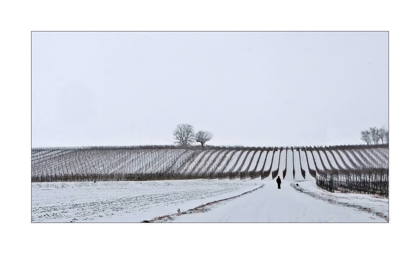 Weinberge in Mönchhof