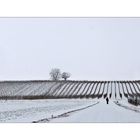 Weinberge in Mönchhof