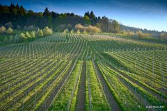 Weinberge in Ottenhöfen-Furschenbach