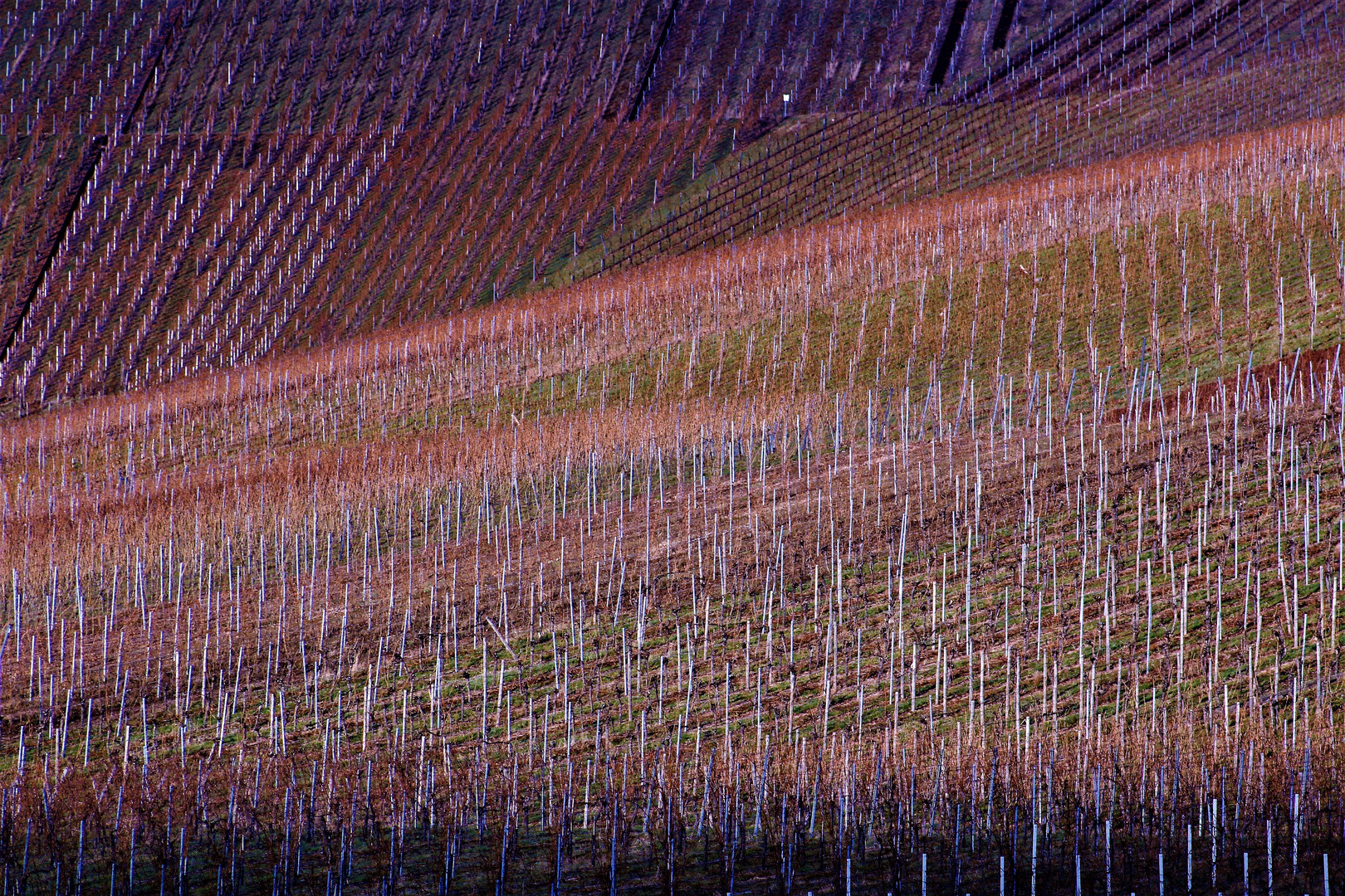 Weinberge in  pastell Tönen