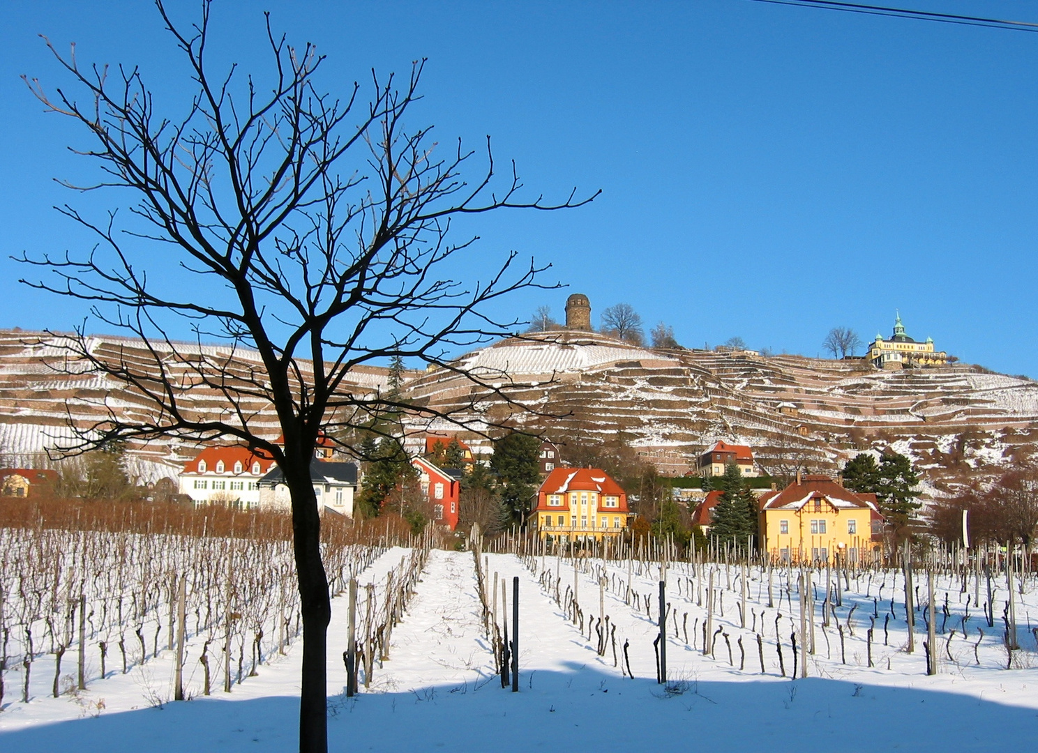 Weinberge in Radebeul