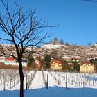 Weinberge in Radebeul