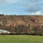 Weinberge in Radebeul bei Dresden