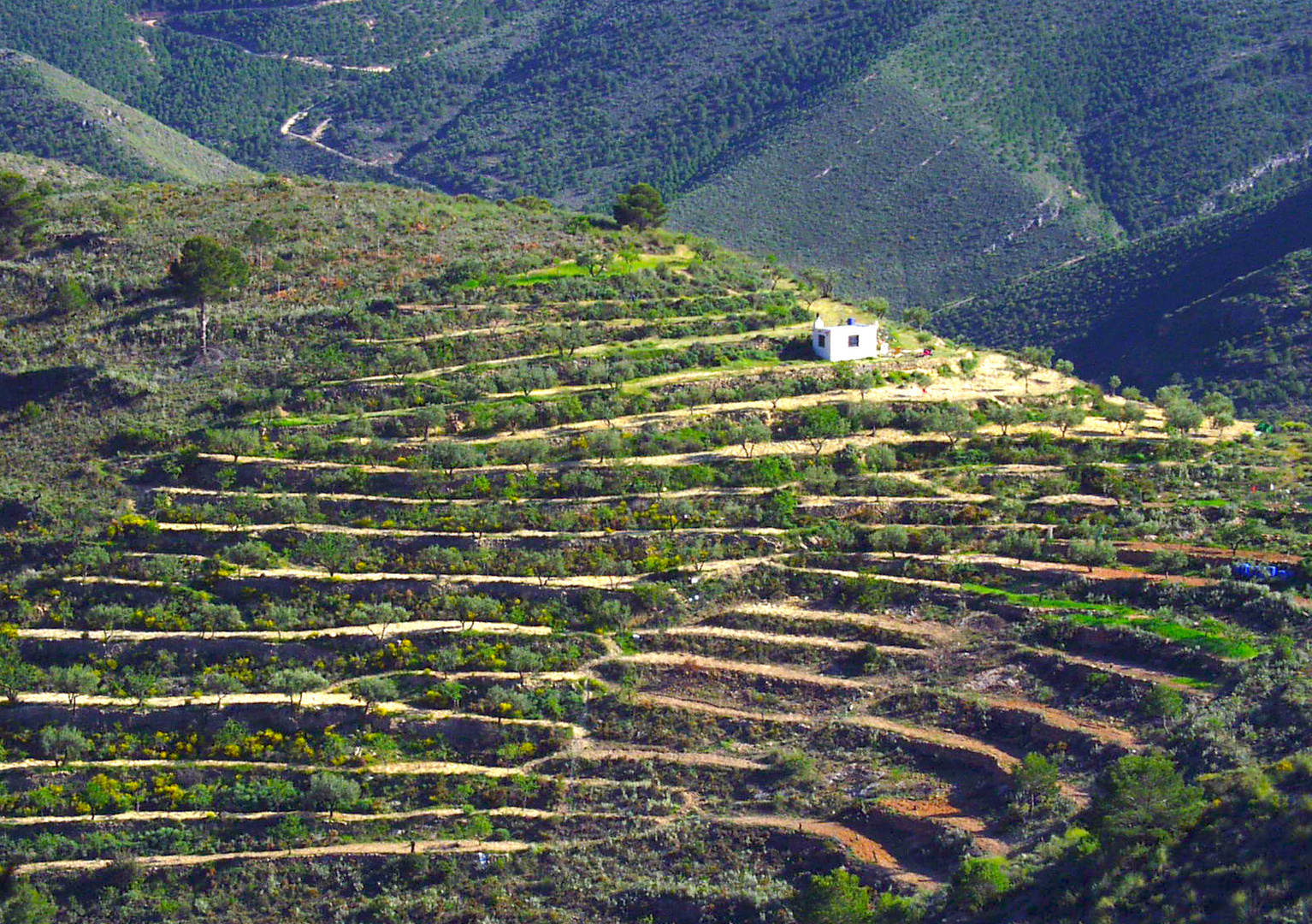 Weinberge in Spanien