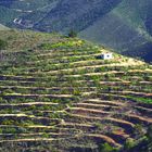 Weinberge in Spanien