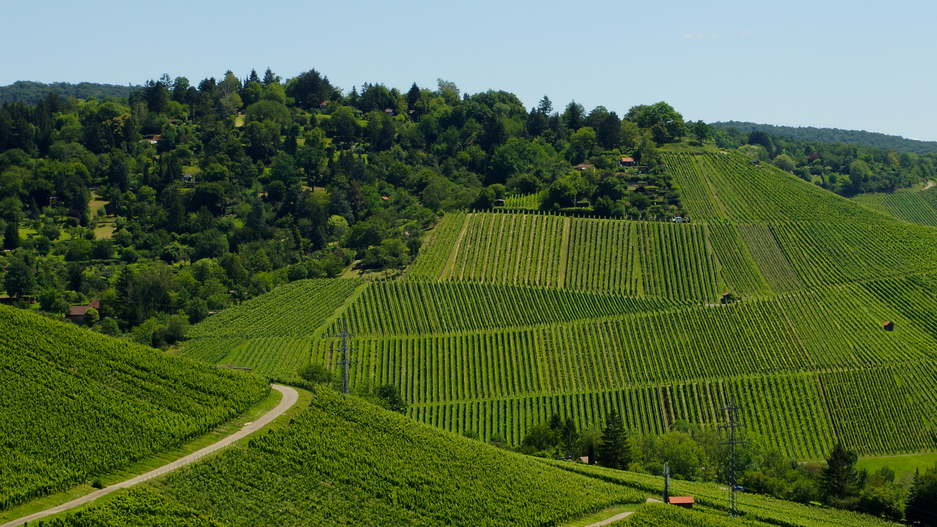 Weinberge in Stuttgart