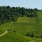 Weinberge in Stuttgart