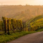 Weinberge in Stuttgart-Freiberg