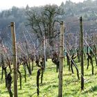 Weinberge in Stuttgart- Freiberg