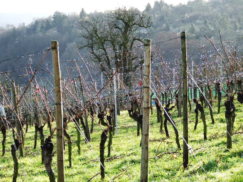 Weinberge in Stuttgart- Freiberg