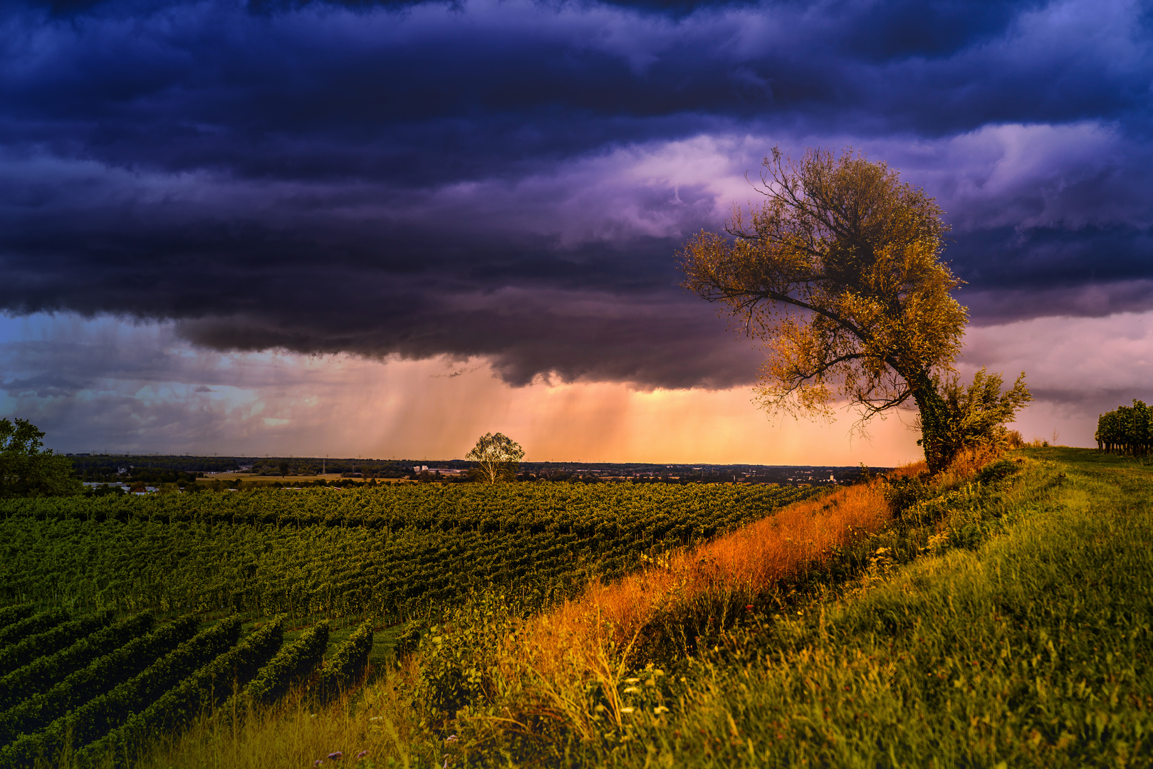 Weinberge in Suedbaden 2 