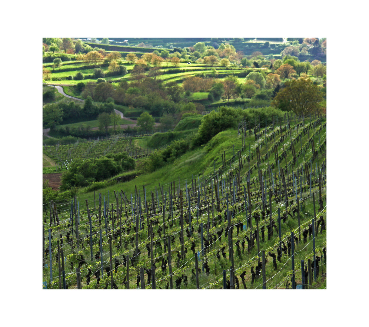 Weinberge in Südbaden