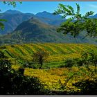 Weinberge in Südtirol